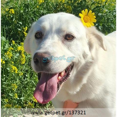 Δίνεται για υιοθεσία - χαρίζεται ημίαιμη σκυλίτσα Labrador Retriever - Λαμπραντόρ Ριτρίβερ