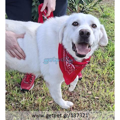 Δίνεται για υιοθεσία - χαρίζεται ημίαιμη σκυλίτσα Labrador Retriever - Λαμπραντόρ Ριτρίβερ