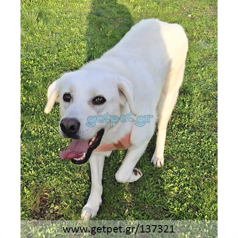Δίνεται για υιοθεσία - χαρίζεται ημίαιμη σκυλίτσα Labrador Retriever - Λαμπραντόρ Ριτρίβερ
