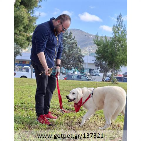 Δίνεται για υιοθεσία - χαρίζεται ημίαιμη σκυλίτσα Labrador Retriever - Λαμπραντόρ Ριτρίβερ