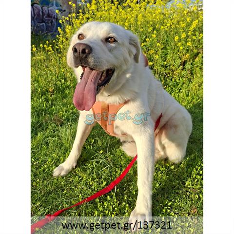 Δίνεται για υιοθεσία - χαρίζεται ημίαιμη σκυλίτσα Labrador Retriever - Λαμπραντόρ Ριτρίβερ