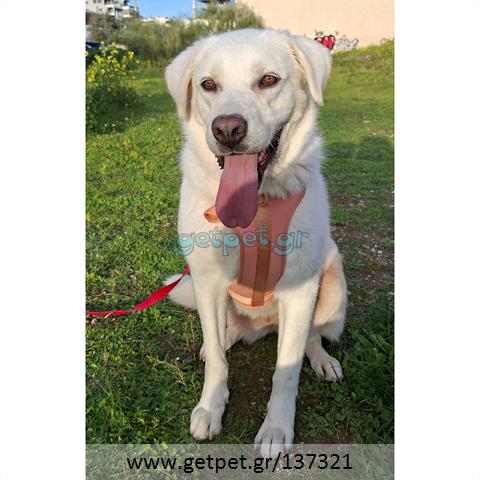 Δίνεται για υιοθεσία - χαρίζεται ημίαιμη σκυλίτσα Labrador Retriever - Λαμπραντόρ Ριτρίβερ