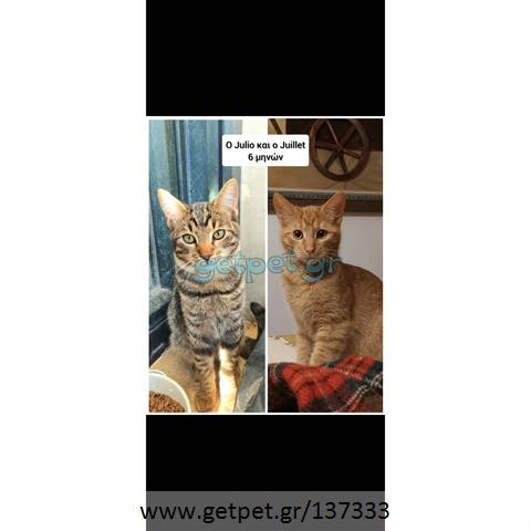 Δίνεται για υιοθεσία - χαρίζεται ημίαιμος γάτος