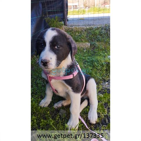 Δίνεται για υιοθεσία - χαρίζεται ημίαιμο κουτάβι Greek Sheepdog - Ελληνικός Ποιμενικός