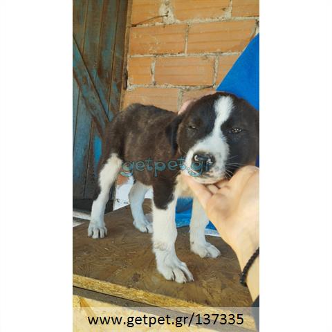 Δίνεται για υιοθεσία - χαρίζεται ημίαιμο κουτάβι Greek Sheepdog - Ελληνικός Ποιμενικός