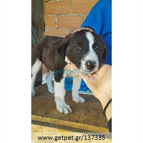 Δίνεται για υιοθεσία - χαρίζεται ημίαιμο κουτάβι Greek Sheepdog - Ελληνικός Ποιμενικός
