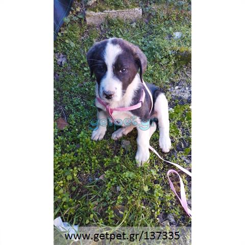 Δίνεται για υιοθεσία - χαρίζεται ημίαιμο κουτάβι Greek Sheepdog - Ελληνικός Ποιμενικός