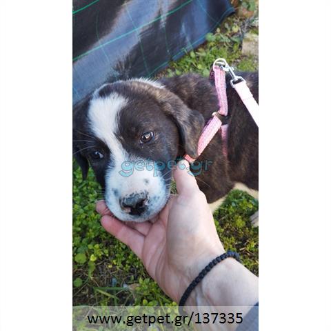 Δίνεται για υιοθεσία - χαρίζεται ημίαιμο κουτάβι Greek Sheepdog - Ελληνικός Ποιμενικός