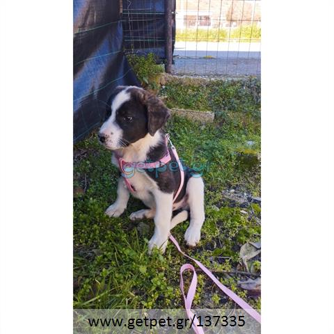 Δίνεται για υιοθεσία - χαρίζεται ημίαιμο κουτάβι Greek Sheepdog - Ελληνικός Ποιμενικός