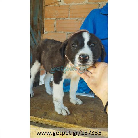 Δίνεται για υιοθεσία - χαρίζεται ημίαιμο κουτάβι Greek Sheepdog - Ελληνικός Ποιμενικός