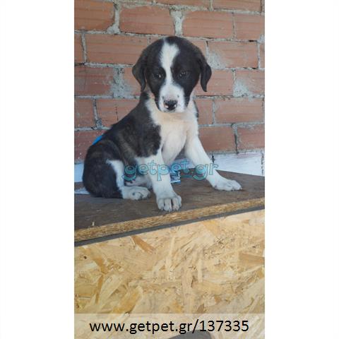 Δίνεται για υιοθεσία - χαρίζεται ημίαιμο κουτάβι Greek Sheepdog - Ελληνικός Ποιμενικός
