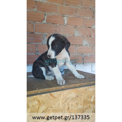 Δίνεται για υιοθεσία - χαρίζεται ημίαιμο κουτάβι Greek Sheepdog - Ελληνικός Ποιμενικός