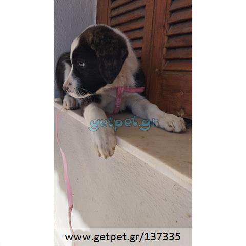 Δίνεται για υιοθεσία - χαρίζεται ημίαιμο κουτάβι Greek Sheepdog - Ελληνικός Ποιμενικός