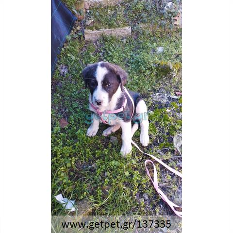 Δίνεται για υιοθεσία - χαρίζεται ημίαιμο κουτάβι Greek Sheepdog - Ελληνικός Ποιμενικός