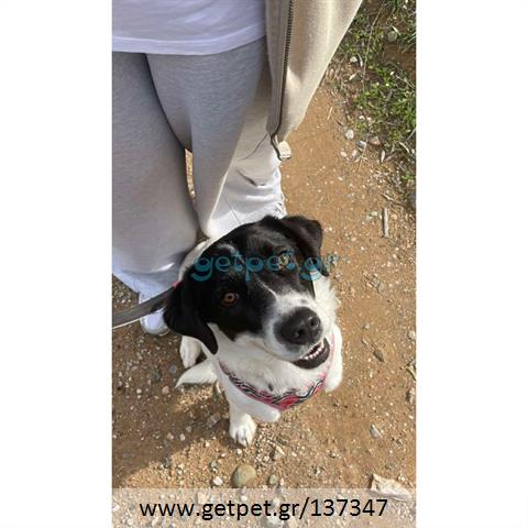 Δίνεται για υιοθεσία - χαρίζεται ημίαιμη σκυλίτσα