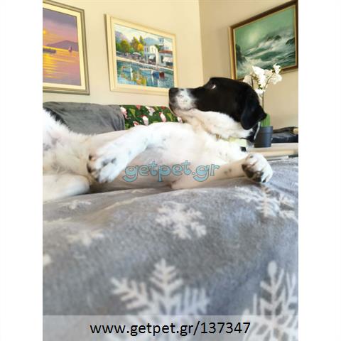 Δίνεται για υιοθεσία - χαρίζεται ημίαιμη σκυλίτσα