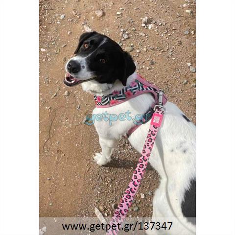 Δίνεται για υιοθεσία - χαρίζεται ημίαιμη σκυλίτσα