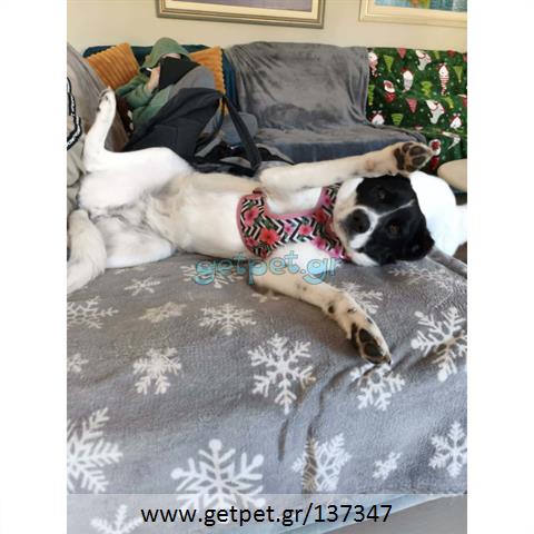 Δίνεται για υιοθεσία - χαρίζεται ημίαιμη σκυλίτσα