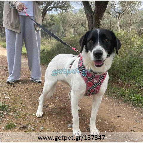 Δίνεται για υιοθεσία - χαρίζεται ημίαιμη σκυλίτσα