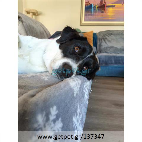 Δίνεται για υιοθεσία - χαρίζεται ημίαιμη σκυλίτσα