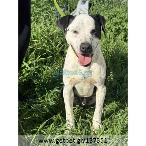 Δίνεται για υιοθεσία - χαρίζεται ημίαιμος σκυλάκος Pit Bull - Πίτ Μπουλ Τερριέ