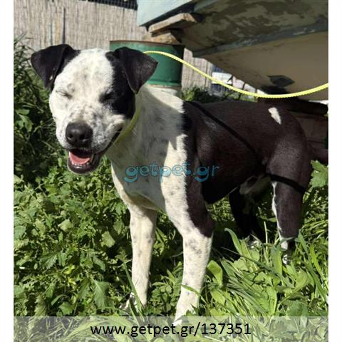 Δίνεται για υιοθεσία - χαρίζεται ημίαιμος σκυλάκος Pit Bull - Πίτ Μπουλ Τερριέ