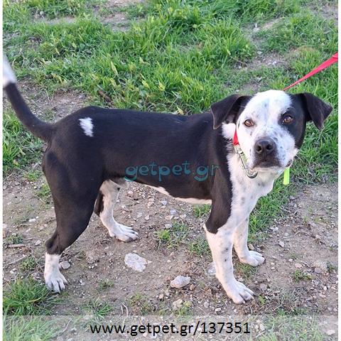 Δίνεται για υιοθεσία - χαρίζεται ημίαιμος σκυλάκος Pit Bull - Πίτ Μπουλ Τερριέ