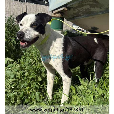 Δίνεται για υιοθεσία - χαρίζεται ημίαιμος σκυλάκος Pit Bull - Πίτ Μπουλ Τερριέ