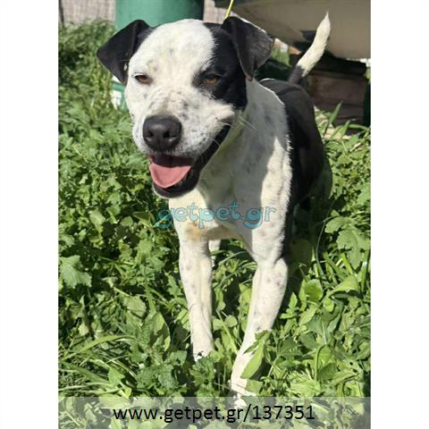 Δίνεται για υιοθεσία - χαρίζεται ημίαιμος σκυλάκος Pit Bull - Πίτ Μπουλ Τερριέ