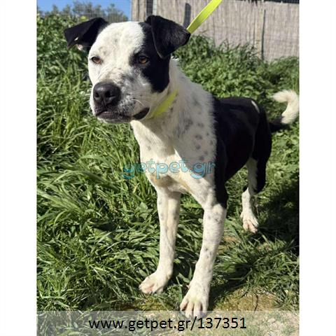 Δίνεται για υιοθεσία - χαρίζεται ημίαιμος σκυλάκος Pit Bull - Πίτ Μπουλ Τερριέ