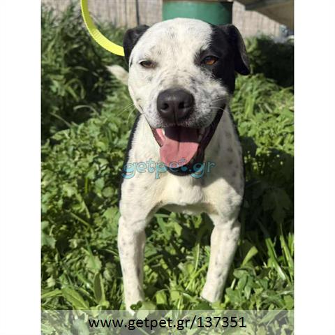 Δίνεται για υιοθεσία - χαρίζεται ημίαιμος σκυλάκος Pit Bull - Πίτ Μπουλ Τερριέ