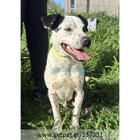 Δίνεται για υιοθεσία - χαρίζεται ημίαιμος σκυλάκος Pit Bull - Πίτ Μπουλ Τερριέ