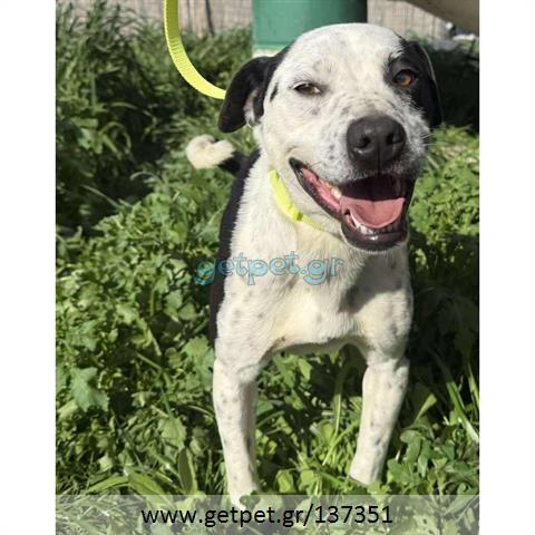 Δίνεται για υιοθεσία - χαρίζεται ημίαιμος σκυλάκος Pit Bull - Πίτ Μπουλ Τερριέ