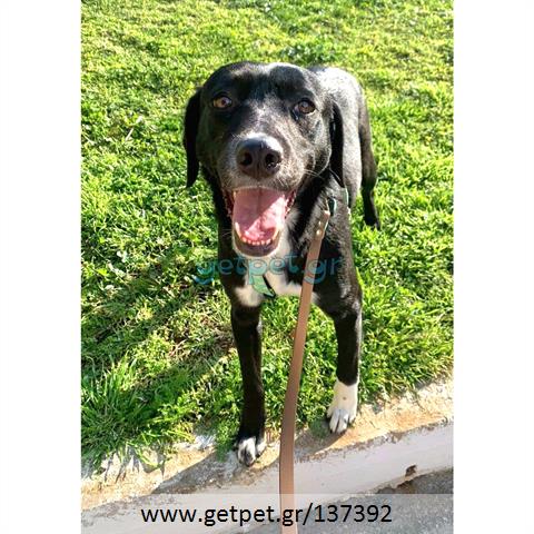 Δίνεται για υιοθεσία - χαρίζεται ημίαιμη σκυλίτσα Labrador Retriever - Λαμπραντόρ Ριτρίβερ