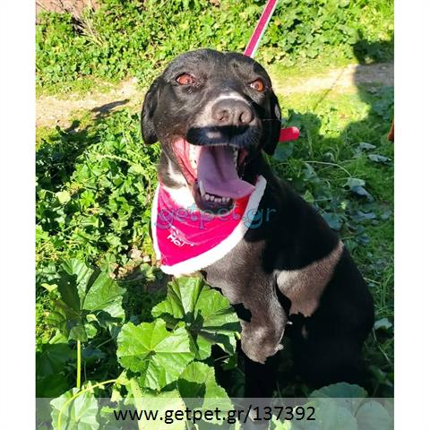 Δίνεται για υιοθεσία - χαρίζεται ημίαιμη σκυλίτσα Labrador Retriever - Λαμπραντόρ Ριτρίβερ