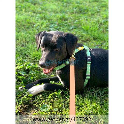 Δίνεται για υιοθεσία - χαρίζεται ημίαιμη σκυλίτσα Labrador Retriever - Λαμπραντόρ Ριτρίβερ