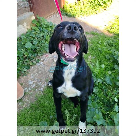 Δίνεται για υιοθεσία - χαρίζεται ημίαιμη σκυλίτσα Labrador Retriever - Λαμπραντόρ Ριτρίβερ