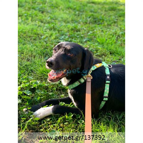 Δίνεται για υιοθεσία - χαρίζεται ημίαιμη σκυλίτσα Labrador Retriever - Λαμπραντόρ Ριτρίβερ