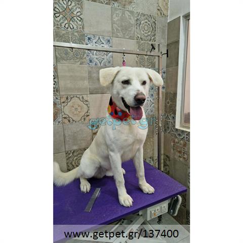 Δίνεται για υιοθεσία - χαρίζεται ημίαιμος σκυλάκος