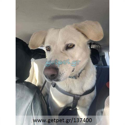 Δίνεται για υιοθεσία - χαρίζεται ημίαιμος σκυλάκος