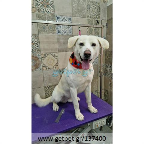 Δίνεται για υιοθεσία - χαρίζεται ημίαιμος σκυλάκος