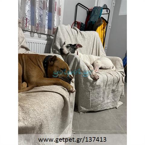Δίνεται για υιοθεσία - χαρίζεται σκυλάκος American Staffordshire Terrier - Τεριέ