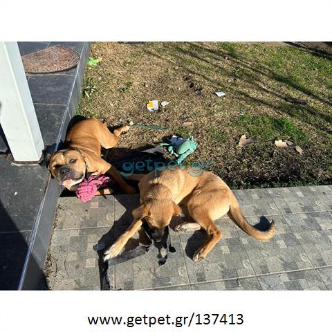 Δίνεται για υιοθεσία - χαρίζεται σκυλάκος American Staffordshire Terrier - Τεριέ