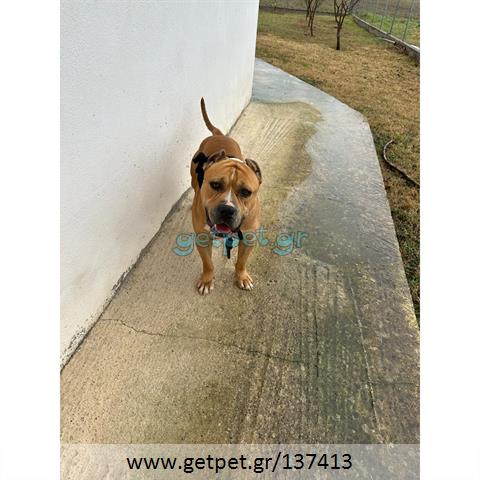 Δίνεται για υιοθεσία - χαρίζεται σκυλάκος American Staffordshire Terrier - Τεριέ