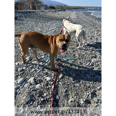Δίνεται για υιοθεσία - χαρίζεται σκυλάκος American Staffordshire Terrier - Τεριέ