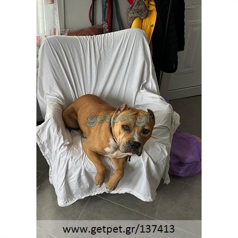Δίνεται για υιοθεσία - χαρίζεται σκυλάκος American Staffordshire Terrier - Τεριέ