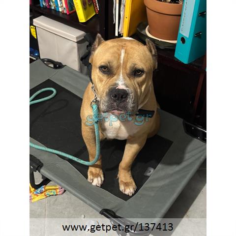 Δίνεται για υιοθεσία - χαρίζεται σκυλάκος American Staffordshire Terrier - Τεριέ