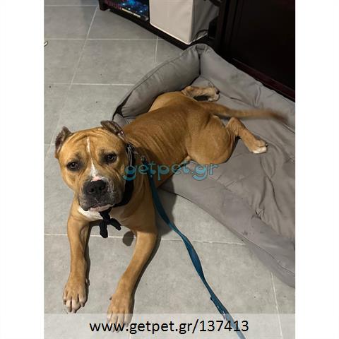 Δίνεται για υιοθεσία - χαρίζεται σκυλάκος American Staffordshire Terrier - Τεριέ