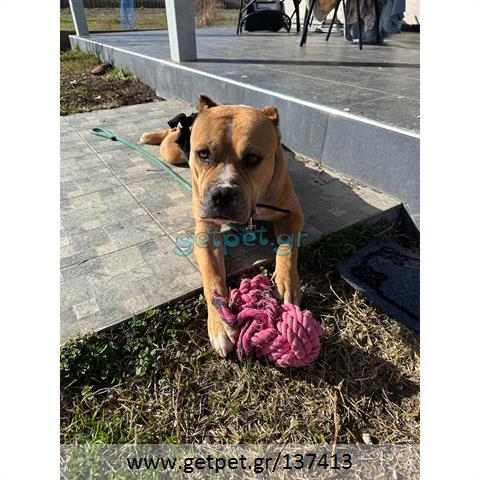Δίνεται για υιοθεσία - χαρίζεται σκυλάκος American Staffordshire Terrier - Τεριέ