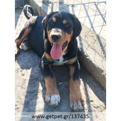 Δίνεται για υιοθεσία - χαρίζεται ημίαιμο κουτάβι